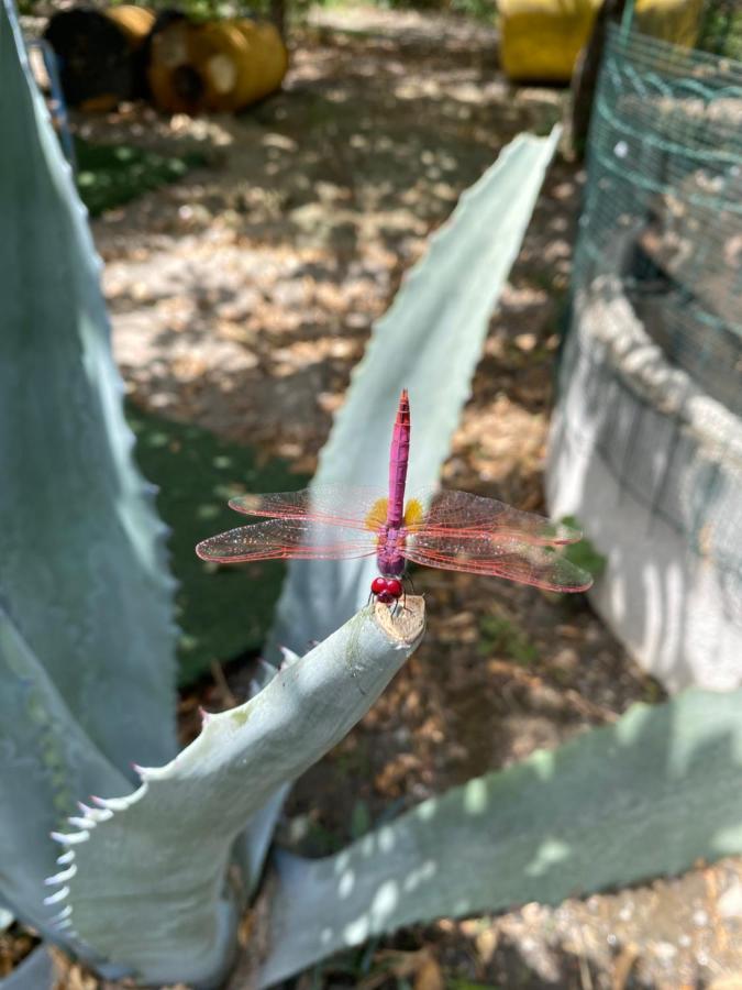 B&B Il Giardino Delle Meraviglie เมลิโต ดิ ปอร์โตซัลโว ภายนอก รูปภาพ