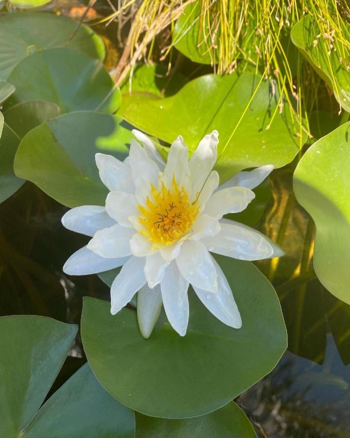 B&B Il Giardino Delle Meraviglie เมลิโต ดิ ปอร์โตซัลโว ภายนอก รูปภาพ